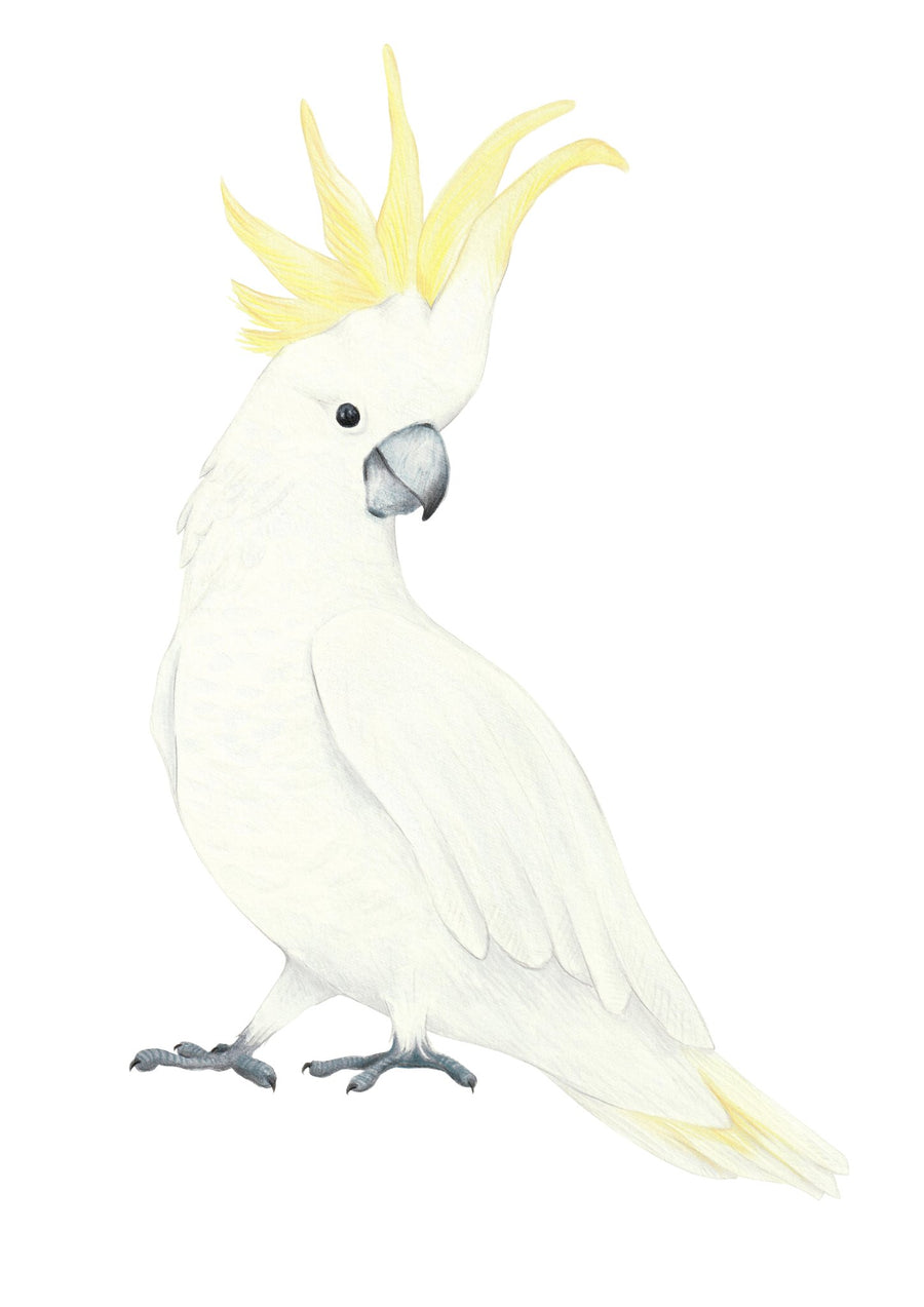 Cockatoo and Galah Decal Set - Ginger Monkey