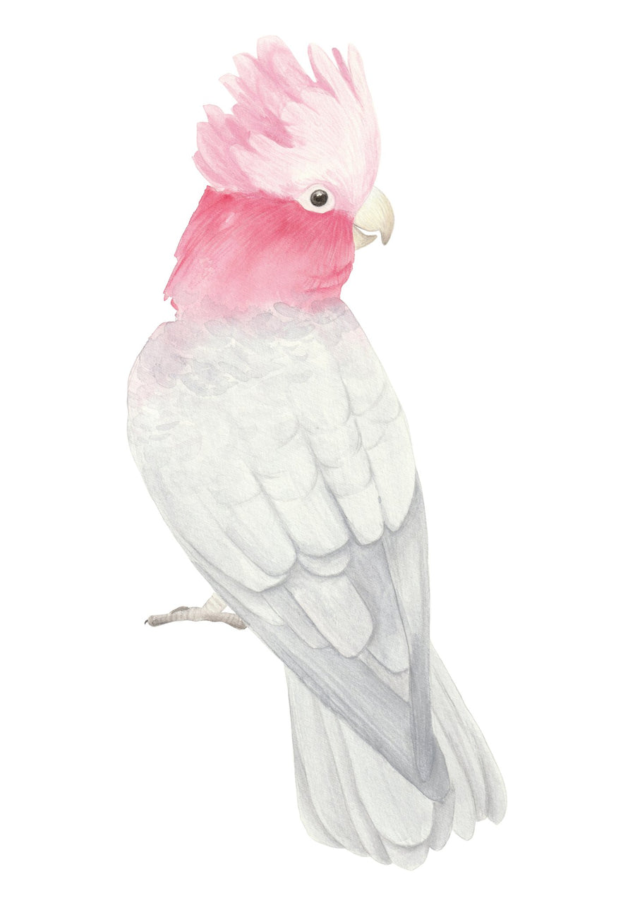 Galah Decal Set - Ginger Monkey