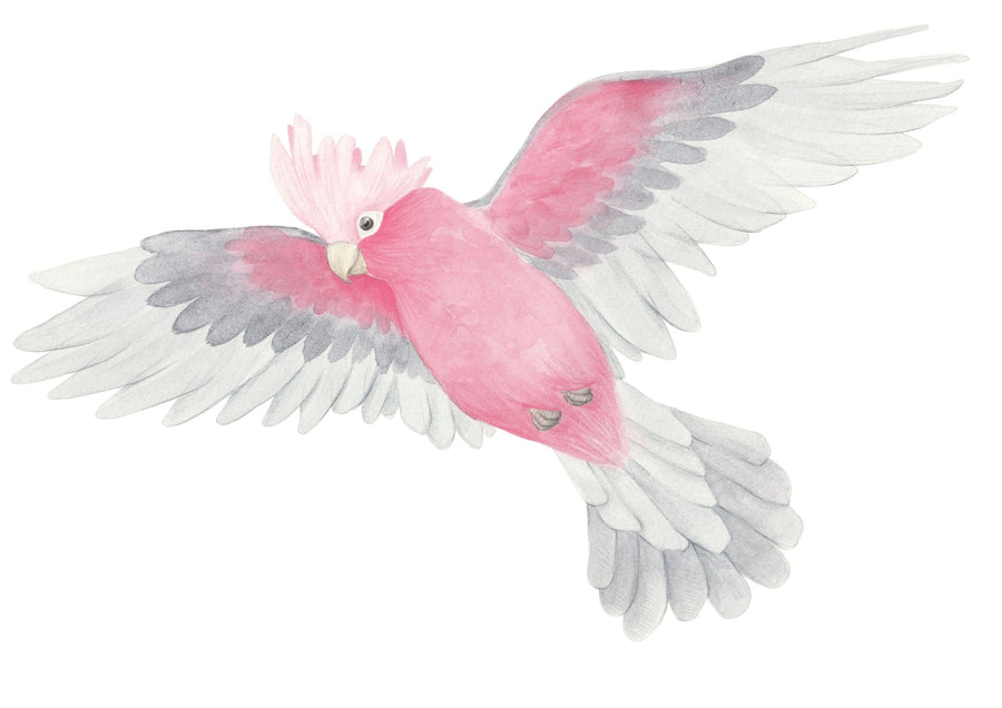 Galah Decal Set - Ginger Monkey