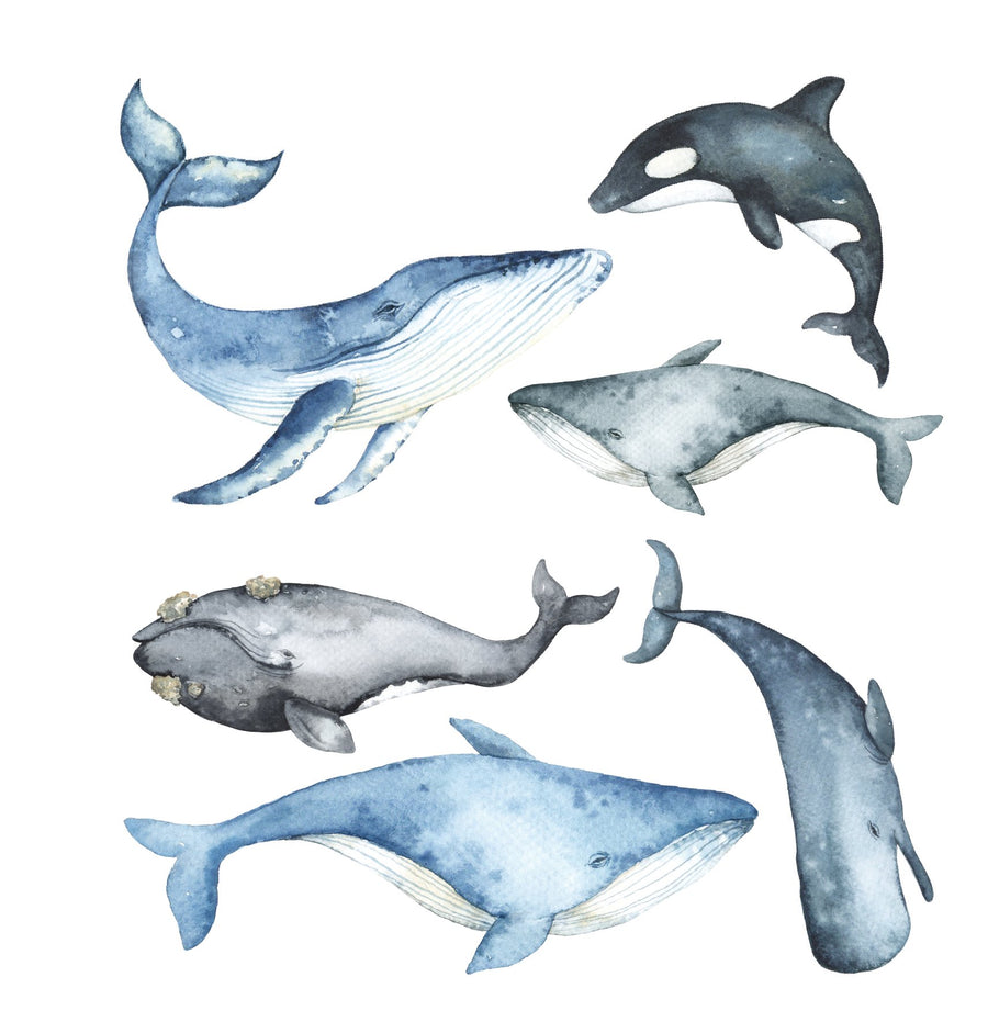 Watercolour Whale Decal Set - Ginger Monkey