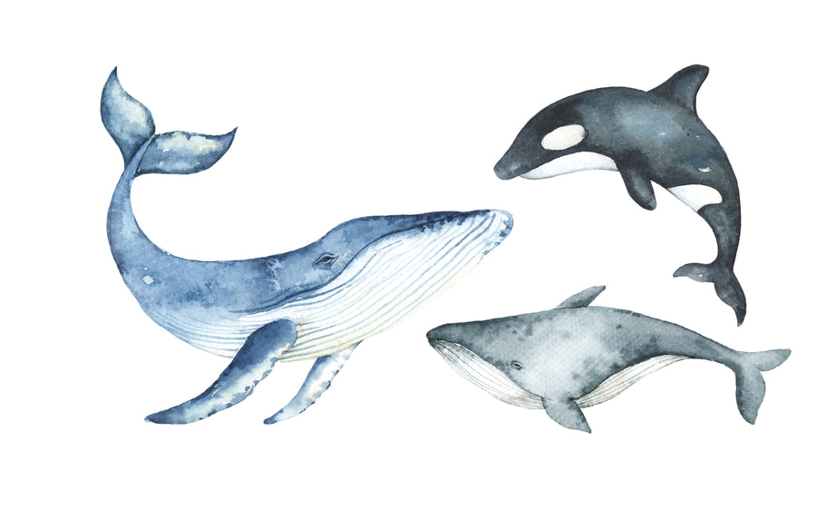Watercolour Whale Decal Set - Ginger Monkey 